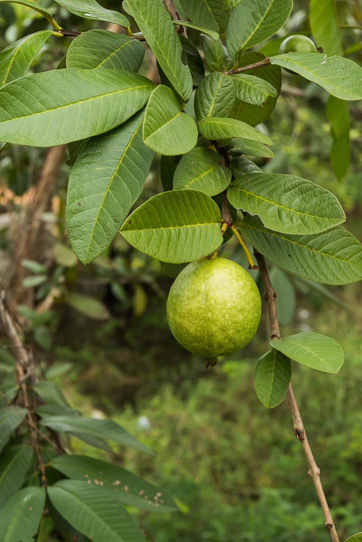 Discover the Incredible Health Benefits of Boiled Guava Leaves